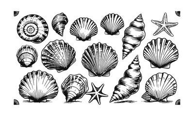 a modern vector-style collection of detailed seashell and marine illustrations, include a variety of