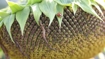 Poster - Close-up of sunflower head with ripe seeds under bright daylight.
