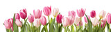 A group of pink and white tulips with green stems against a black background in a horizontal row