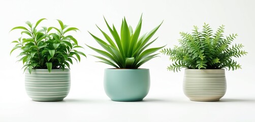 Poster - Various houseplants in decorative pots against white background. House plants add freshness, decor. Green foliage, modern indoor design with different pots, vases. Plants for home decor, botanic