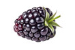 © Akash - Close up of a single blackberry with stem and leaves on black