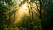 © Active Abdur Rouf - Sunbeams Filtering Through Lush Forest Canopy A Serene Nature Escape