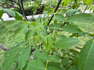 close-up of green leaves of the walnut tree (juglans regia) during springtime. the compound leaves a