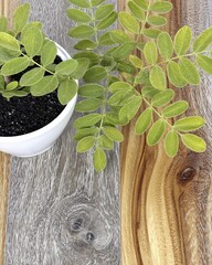 Poster - Unique Acacia Wood Surface Showcases a Potted Plant in Natural Light