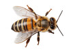 © Bojan - Honey Bee Isolated on Transparent Background
