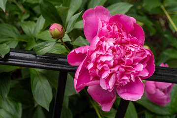 pink peony flower in the garden