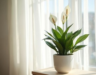 Fototapete - Spathiphyllum flower in white pot against light curtains. Green leaves, home interior, houseplant, copy space. Botany, modern home decor, living room.