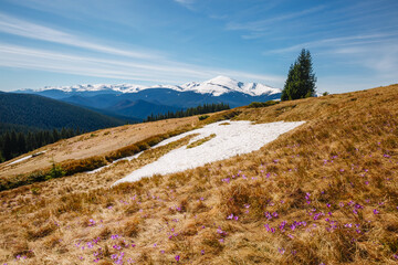 Poster - Snow-capped mountains under a clear blue sky. Carpathian mountains, Ukraine, Europe.