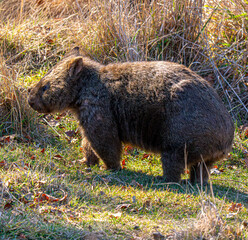 wombat