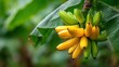 © eko - Close-up of a bunch of ripening bananas hanging from the tree in tropical garden