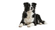 © Luike Oliver - Border collie dog portrait cute pet animal canine breed domestic mammal pedigree purebred laying down isolated
