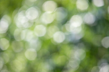 Wall Mural - the image is a blurry green background with white circles