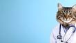 © Innovative - a cat in doctor coat and with stethoscope on blue background