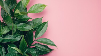 Poster - Lush green leaves are arranged against a soft pink background, highlighting a trendy and stylish plant display. The contrast emphasizes a modern fashion aesthetic that soothes the eyes