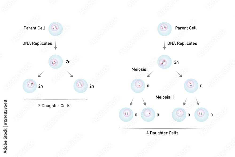 types of Cell Division, Meiosis and Mitosis Science Design. Vector ...