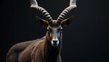 Sable Antelope with Spiral Horns Portrait