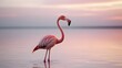 © Annyss - Elegant Flamingo in Golden Sunrise Waters