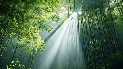 Wall Mural - explore a peaceful bamboo forest scene with sunlight streaming through the trees. ideal for nature e