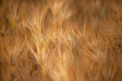 © Trendistudio - Filming of the golden ripening barley in rural barley fields