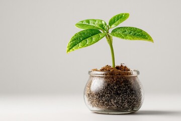 Poster - minimalistic image of single growing plant in transparent pot with soil showcasing concept of growth