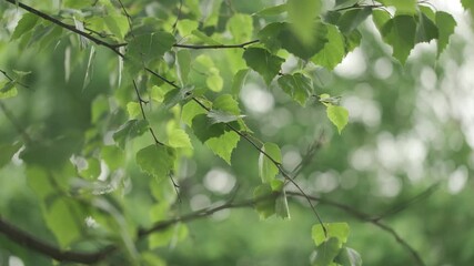Aufkleber - Summer birch leaves close up, change focus to blur, summer concept background