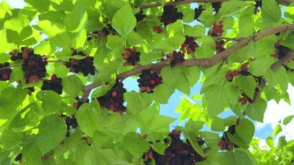 Poster - Mulberry tree with ripe morus fruit outdoor.  Many black mulberry fruits on tree branches. Black morus berries in garden. Superberry Black Mulberry Tree
