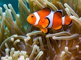 close up clown fish in the anemon photography style under the sea