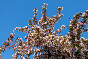 Wall Mural - full frame abstract texture background of beautiful pink and white blossoms on a crab apple tree in 