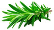 © Mikoaj - Green Rosemary Sprig Isolated Against Transparent Background
