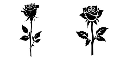 modern illustration of echeveria lilacina in black and white, depicted from the top as a mexican gho