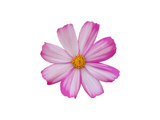 Wall Mural - isolated white and pink cosmos flower head with transparent background.