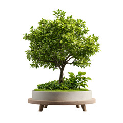 Aufkleber - A beautifully manicured bonsai tree planted in a minimalist square concrete planter displayed indoors on a clean white background creating a serene and elegant composition