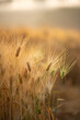 © Trendistudio - Filming of the golden ripening barley in rural barley fields