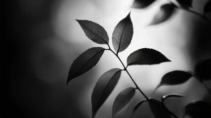 Aufkleber - A close-up image of a single leaf in black and white