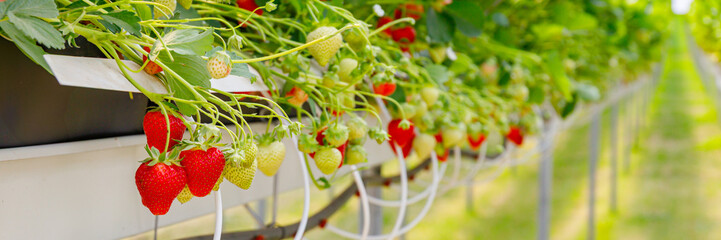 Poster - Ripe strawberries growing in a greenhouse during the summer harvest season