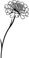 Poster - Black and white outline of a single flower with detailed petals, minimalist art. Vector illustration
