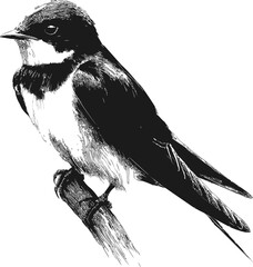 Poster - Illustration of a black and white swallow perched on a branch. Vector illustration