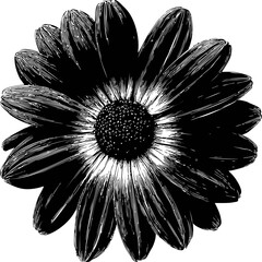 Poster - Black and white illustration of a daisy with detailed petals and center. Vector illustration