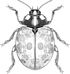 Poster - Detailed black and white illustration of a beetle with intricate patterns. Vector illustration
