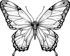 Poster - Intricate black and white butterfly drawing showcasing detailed wing patterns. Vector illustration