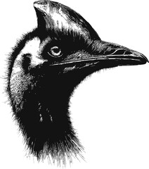 Poster - Black and white illustration of an emu head with detailed feathers and eye. Vector illustration