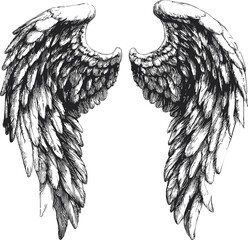 Poster - Detailed black and white illustration of angel wings. Vector illustration