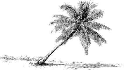 Poster - Black and white sketch of a leaning palm tree on a beach, nature illustration. Vector illustration