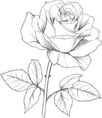 Poster - Black and white line art drawing of a single blooming rose with leaves. Vector illustration