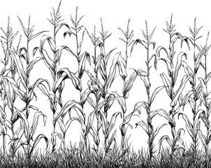 Poster - Black and white sketch of tall corn stalks in detailed illustration. Vector illustration