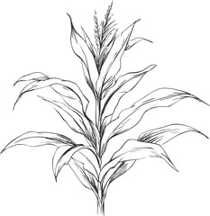 Poster - Black and white sketch of a corn plant with detailed leaves and tassel. Vector illustration