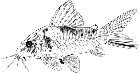 Aufkleber - Black and white illustration of a catfish with intricate line details. Vector illustration