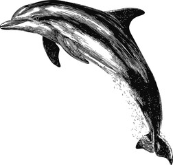 Poster - Black and white sketch of a jumping dolphin in detailed illustration style. Vector illustration