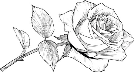 Poster - Black and white line art of a detailed rose with leaves, botanical illustration. Vector illustration