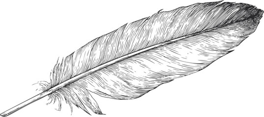 Poster - Detailed monochrome drawing of a feather with intricate line work. Vector illustration